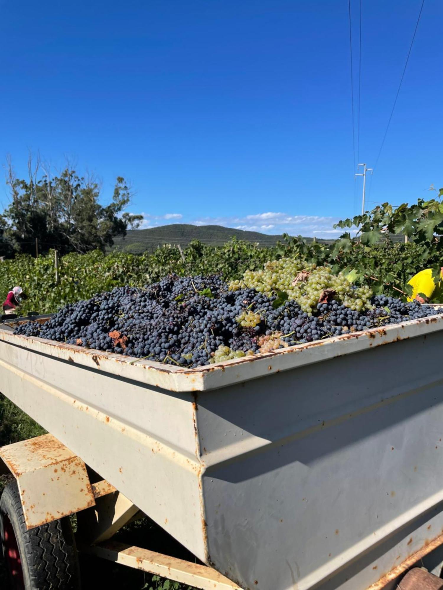 Agriturismo Podere Valdo Gavorrano Buitenkant foto